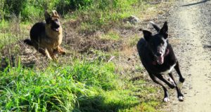 Dogs recall training