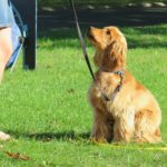 You and Your Dog Training Courses