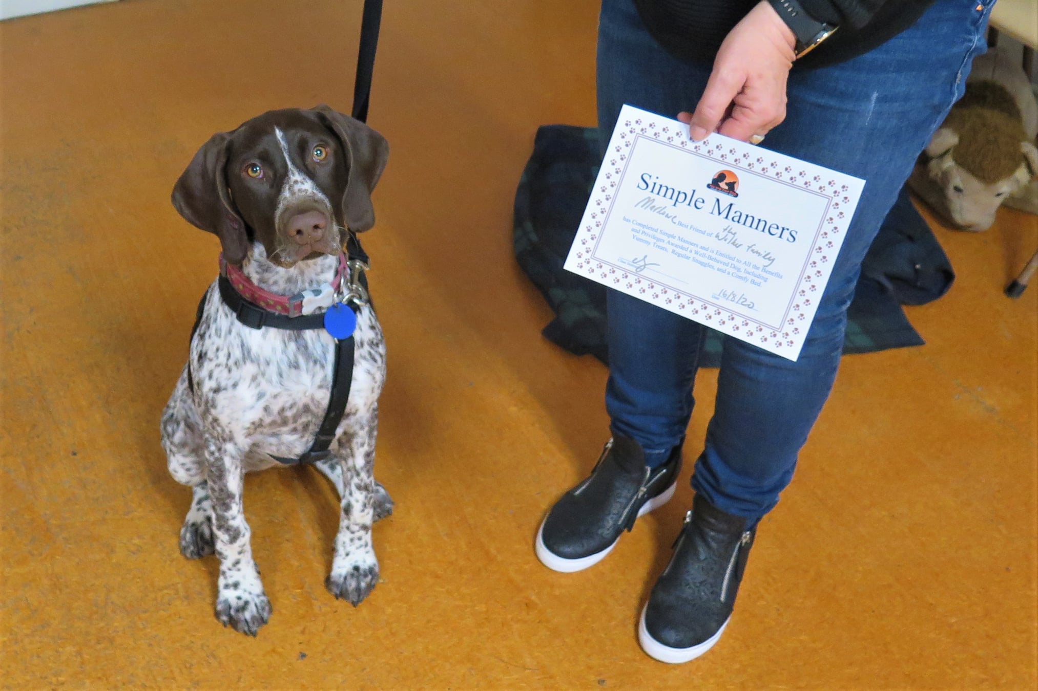 Simple Manners Dog Training Course Nelson Tasman