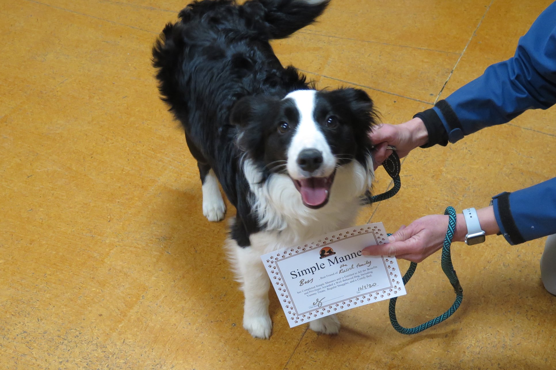 Simple Manners Dog Training Course Nelson Tasman