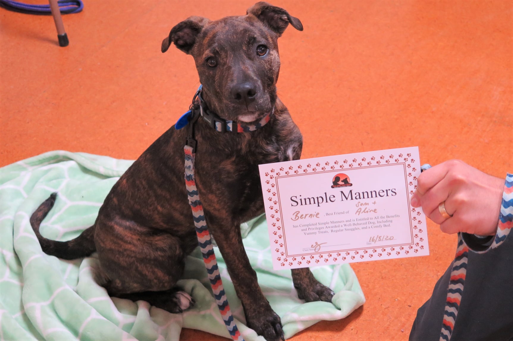 Simple Manners Dog Training Course Nelson Tasman