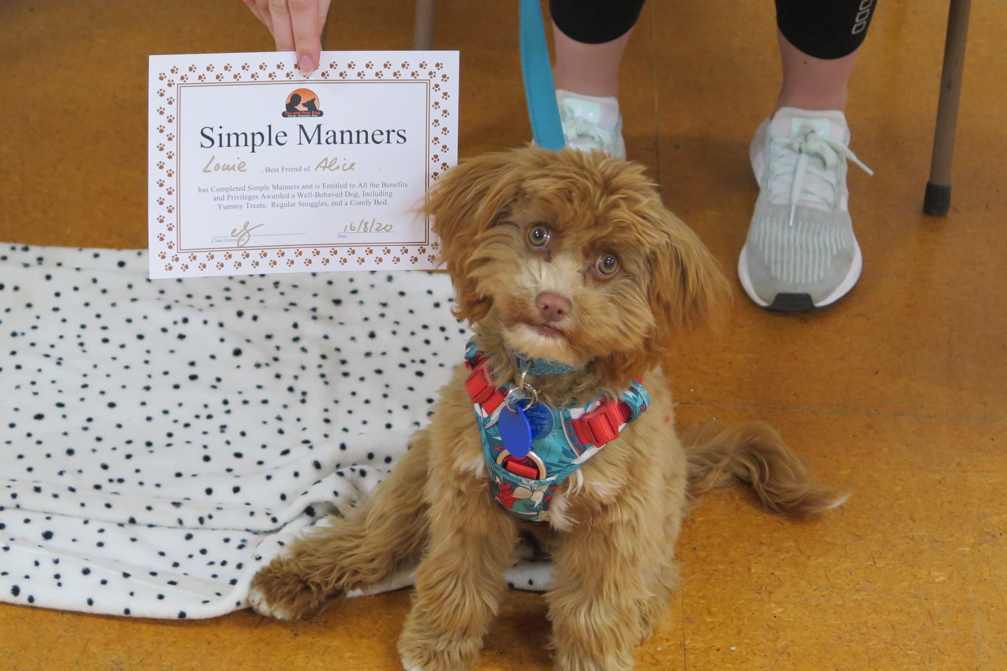 Simple Manners Dog Training Course Nelson Tasman