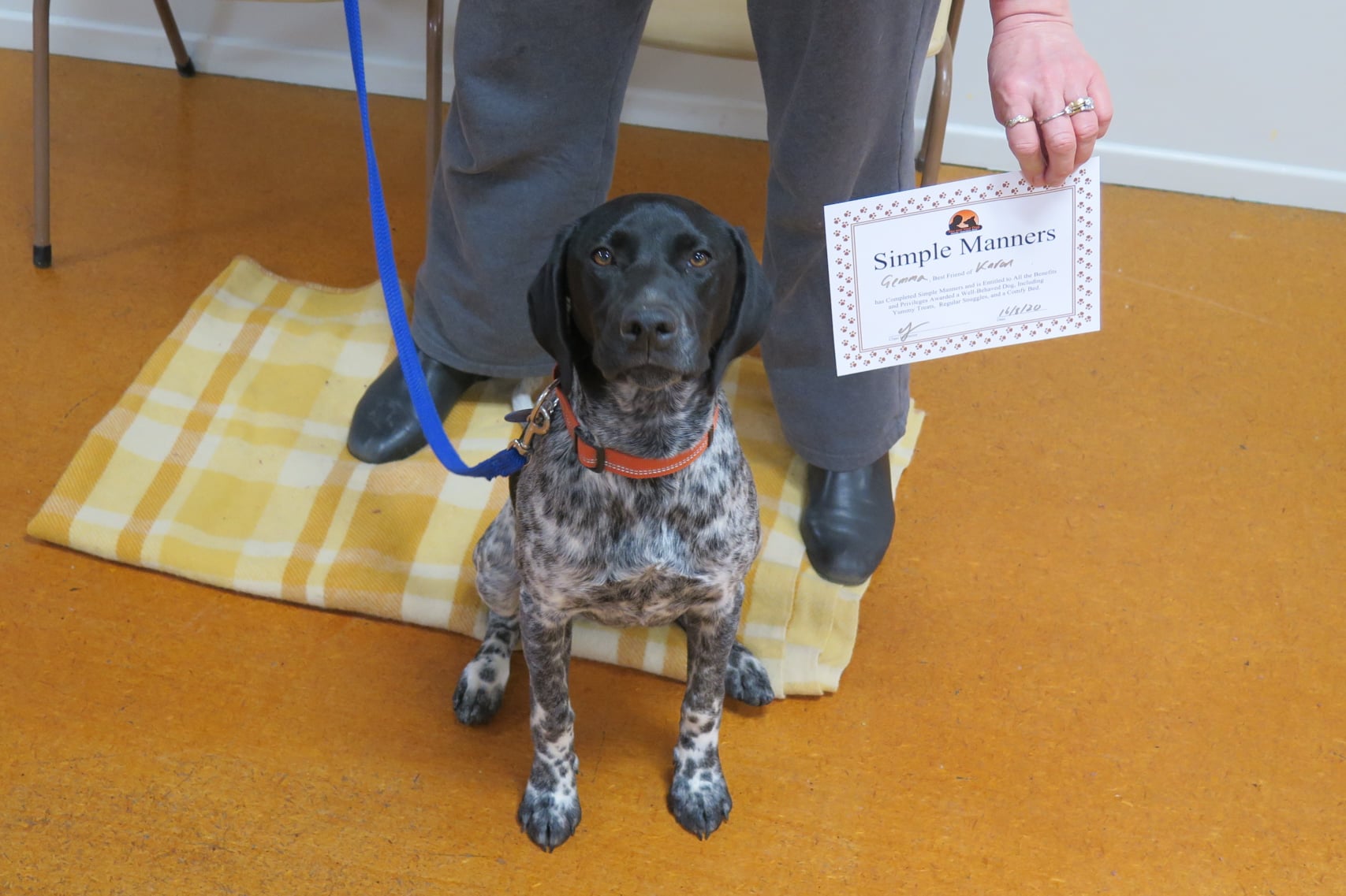 Simple Manners Dog Training Course Nelson Tasman