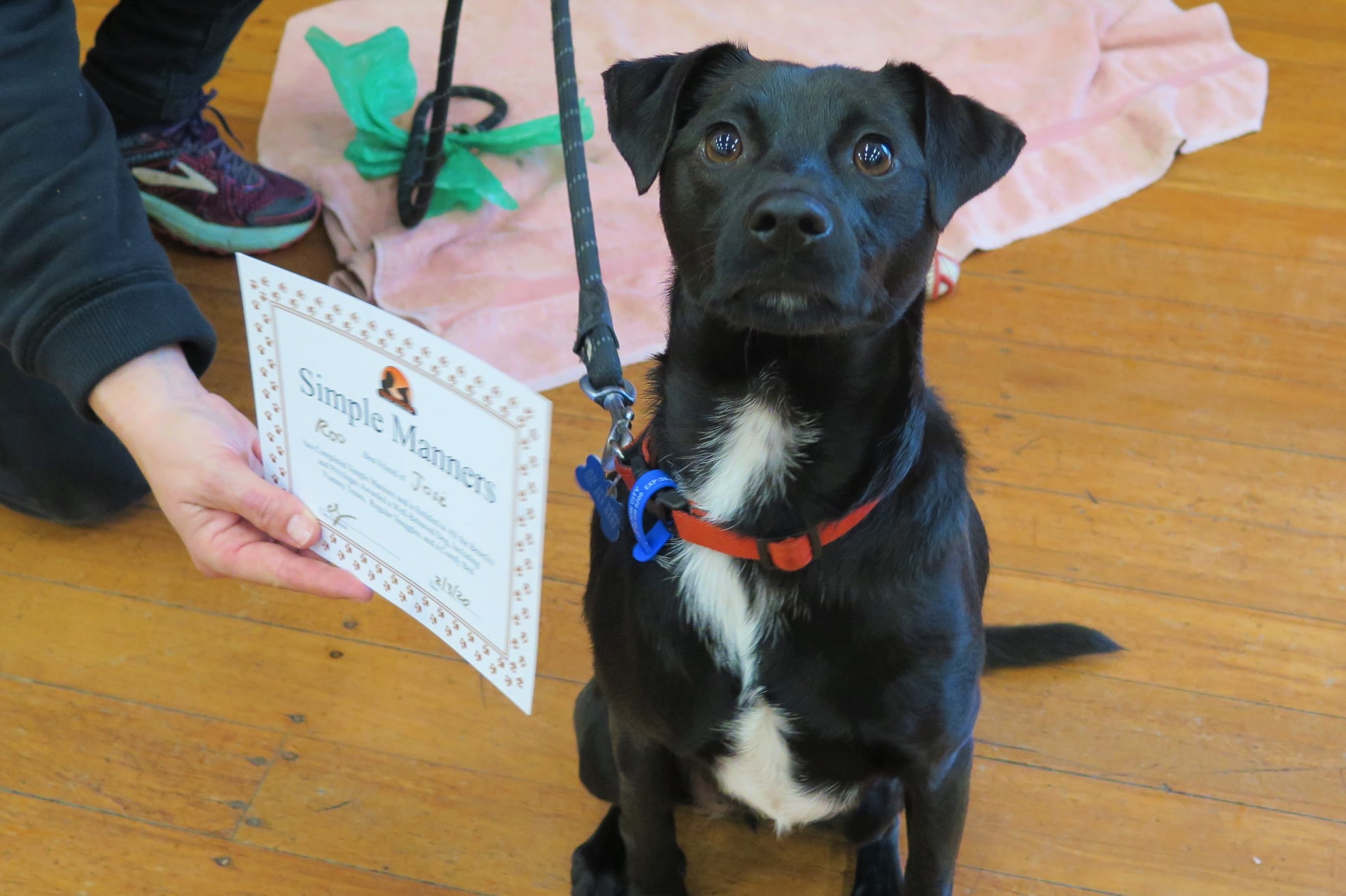 Simple Manners Dog Training Course Nelson Tasman