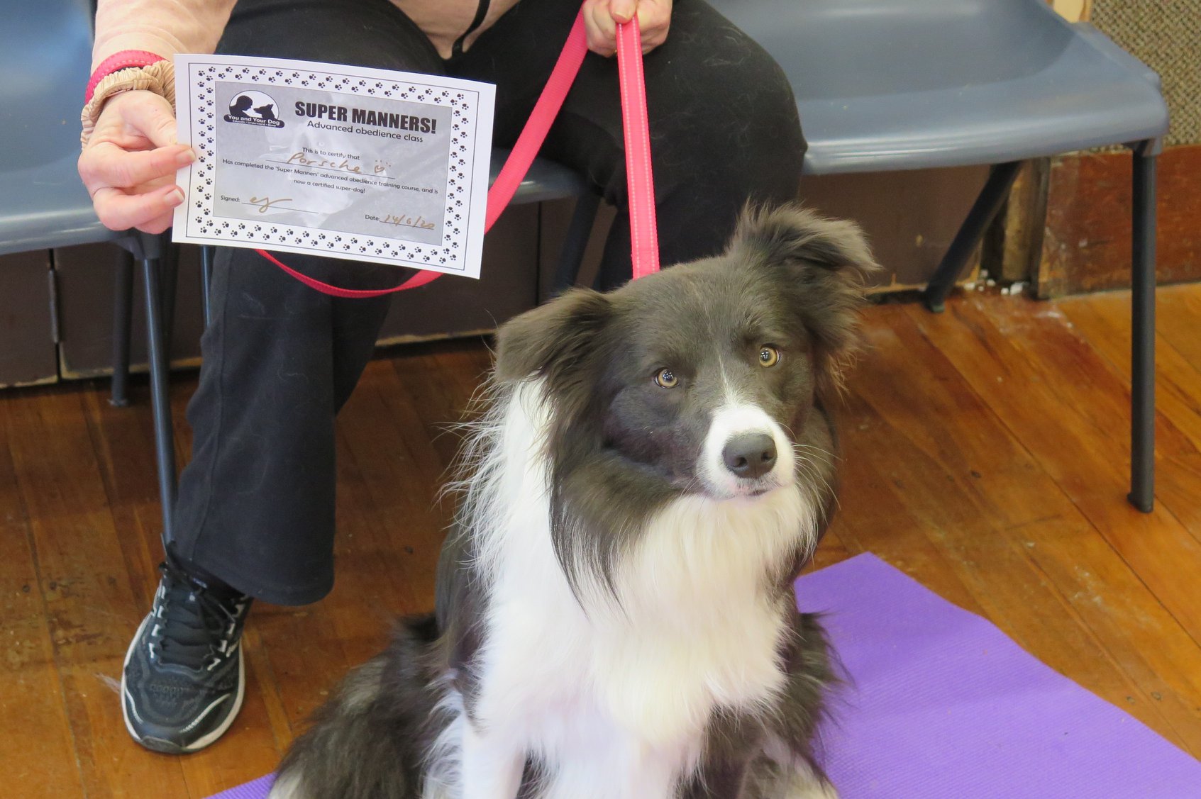 Super Manners Dog Training Course Nelson Tasman