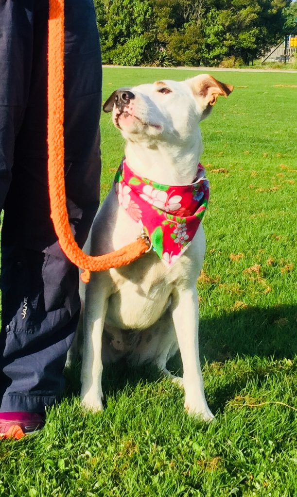 Leash Manners You and Your Dog